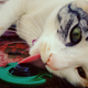 Illustration for article titled Top 7 Cats That Are Cats